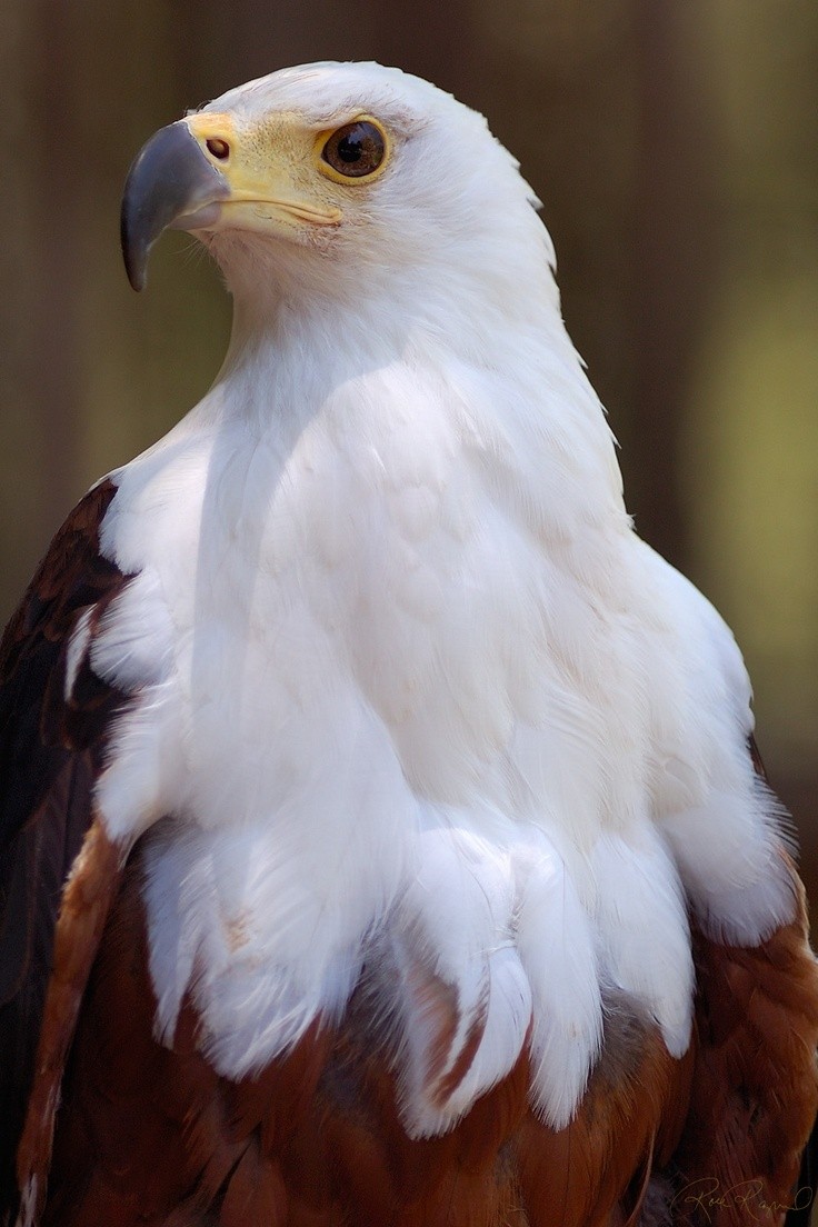 Photo:  African Fish Eagle